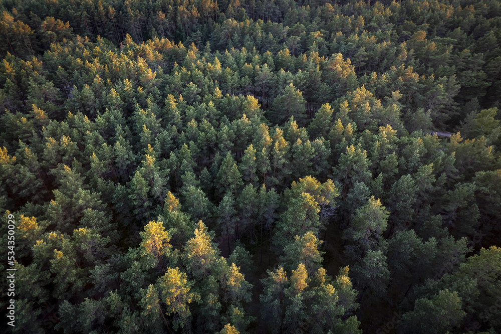 Drone aerial shot of green pine forests and spring birch groves with beautiful texture of golden treetops. Sunrise in springtime. Sun rays breaking through trees in mountains in golden time Drone aerial shot of green pine forests and spring birch groves with beautiful texture of golden treetops. Sunrise in springtime. Sun rays breaking through trees in mountains in golden time