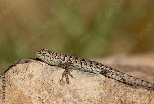 USA, California. Male great basin fence lizard on rock.