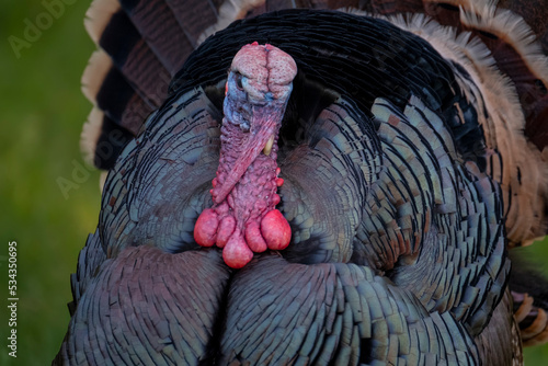Usa, California. This wild tom turkey shows off his finery as he searches for a mate in the spring. photo