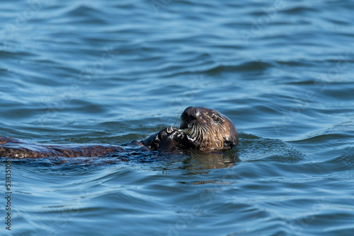 A sea otter floating on her back, holding and eating a crab.