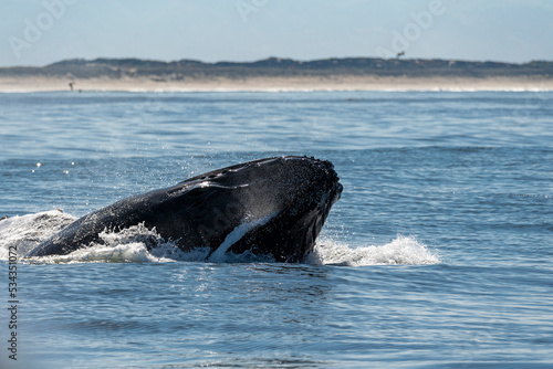 A humpback whale at the start of a breach in Monterey Bay, California. © Danita Delimont