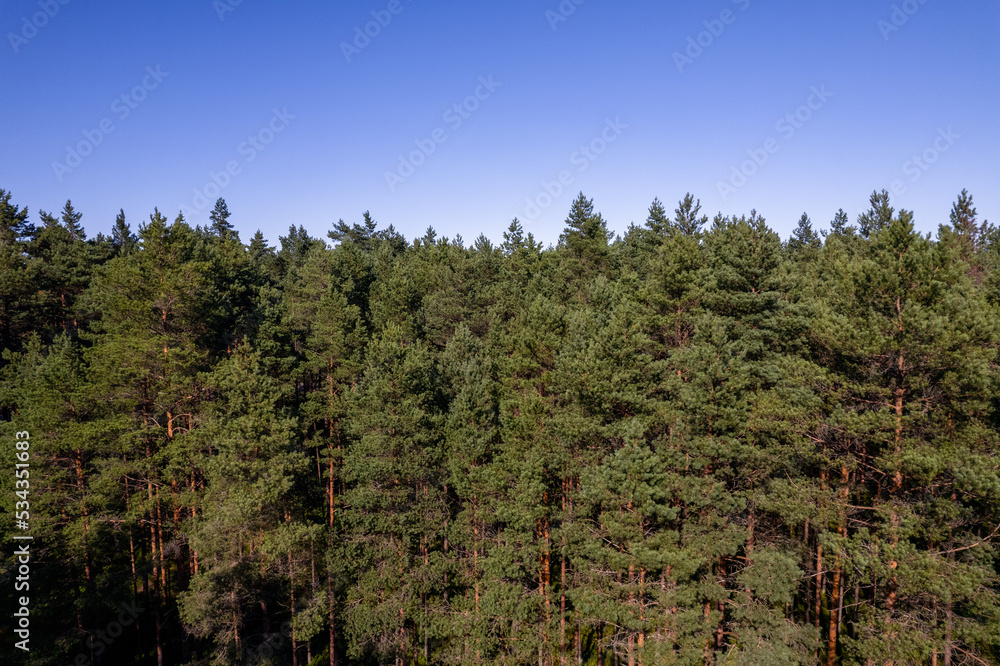 Drone aerial shot of green pine forests and spring birch groves with beautiful texture of golden treetops. Sunrise in springtime. Sun rays breaking through trees in mountains in golden time Drone aerial shot of green pine forests and spring birch groves with beautiful texture of golden treetops. Sunrise in springtime. Sun rays breaking through trees in mountains in golden time