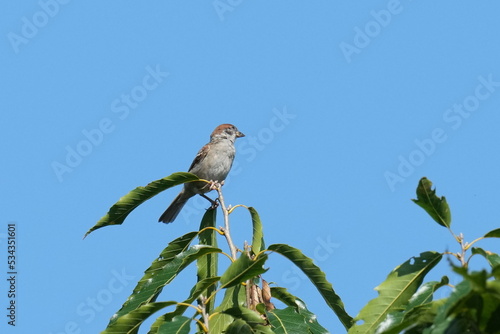 sparrow on a tree