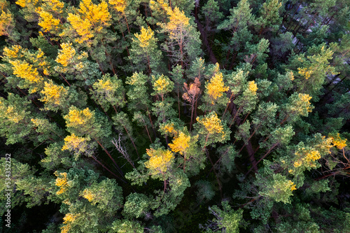 Drone aerial shot of green pine forests and spring birch groves with beautiful texture of golden treetops. Sunrise in springtime. Sun rays breaking through trees in mountains in golden time © Defree