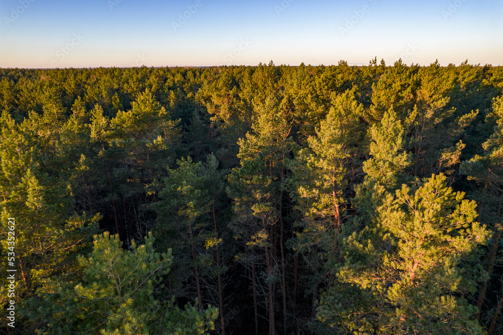 Drone aerial shot of green pine forests and spring birch groves with beautiful texture of golden treetops. Sunrise in springtime. Sun rays breaking through trees in mountains in golden time