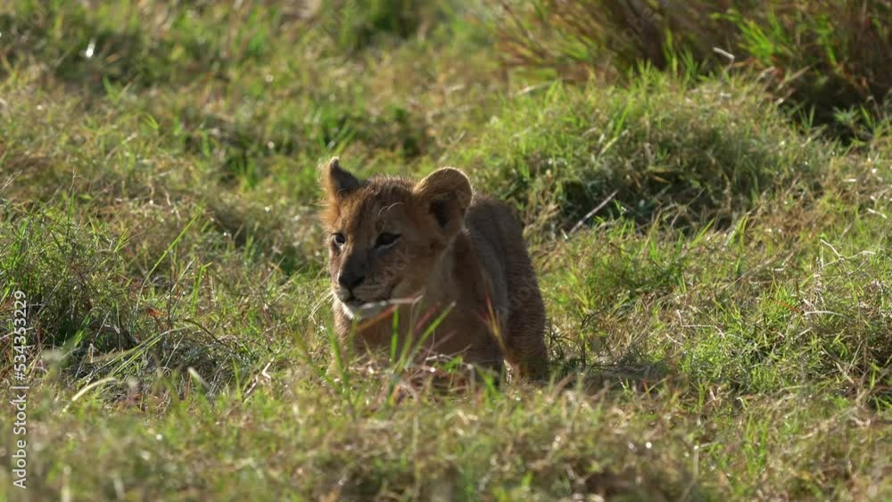 Lion kitten running in the bush in Masai Mara National Park in Kenya Africa. Lion - Panthera leo king of the animals. Lion - the biggest african cat. Big cats in the green grass in savannah. Face view Lion kitten running in the bush in Masai Mara National Park in Kenya Africa. Lion - Panthera leo king of the animals. Lion - the biggest african cat. Big cats in the green grass in savannah. Face view