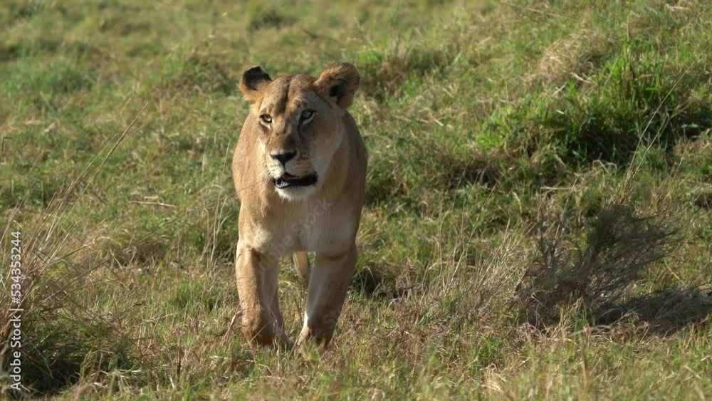 Lioness coming in the bush in Masai Mara National Park in Kenya Africa. Lion - Panthera leo king of the animals. Lion - the biggest african cat. Big cat in the green grass in savannah face to face. Lioness coming in the bush in Masai Mara National Park in Kenya Africa. Lion - Panthera leo king of the animals. Lion - the biggest african cat. Big cat in the green grass in savannah face to face.