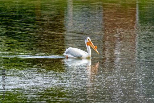 USA, Colorado, Windsor. American white pelican swimming in pond.