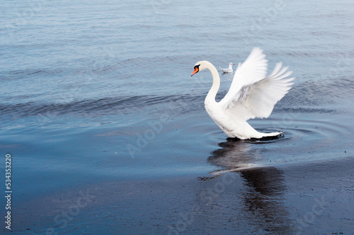 White swan spreading its wings and flying over the sea