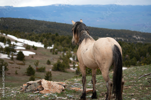 Buckskin wild horse stallion of spanish descent looking over Sykes ridge in the Pryor mountains in Wyoming United States photo