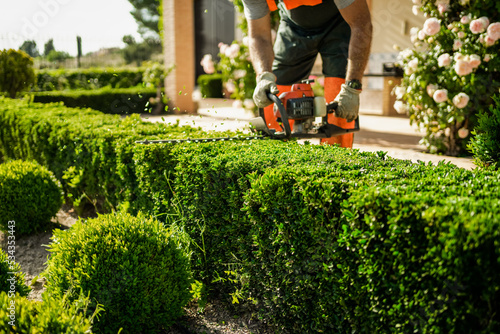 Home and garden concept. Hedge trimmer in action. Shrub trimming work.