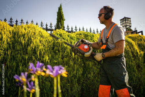 Thujas Trees Green Wall Shaping with Gasoline Hedge Trimmer by Caucasian Gardener.