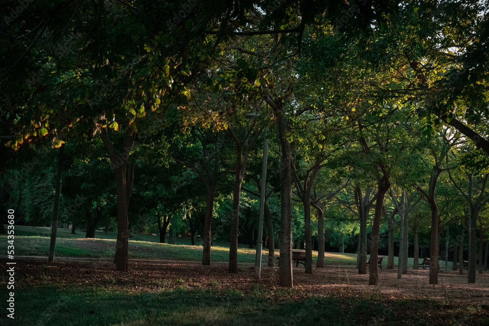 Naklejka premium trees in autumn