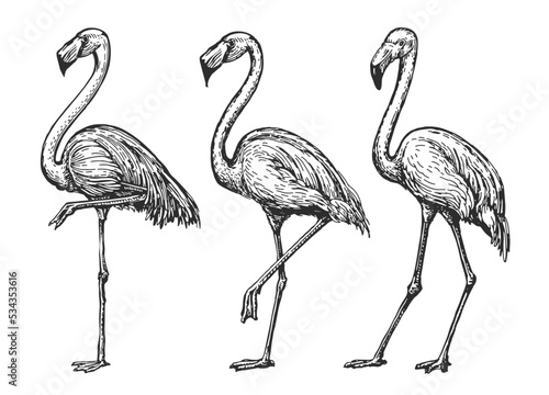 Flamingo sketch. Exotic tropical birds set. Isolated wildlife animals vector illustration in vintage engraving style
