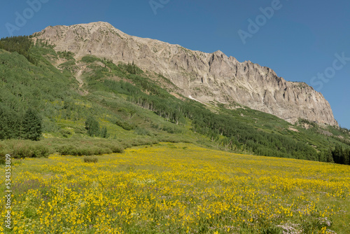 USA, Colorado, Gunnison National Forest. Mule-ears flowers in field below Gothic Mountain.