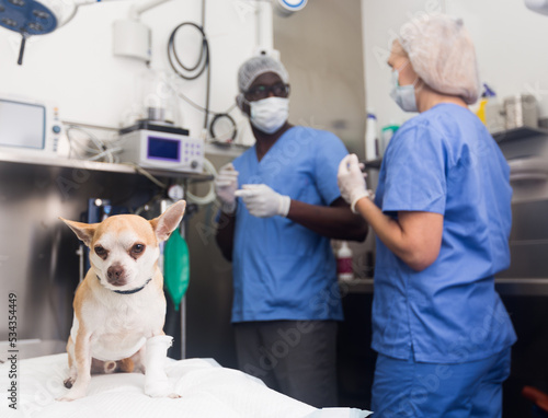 Image of small dog in vet clinic on table  veterinarians on background