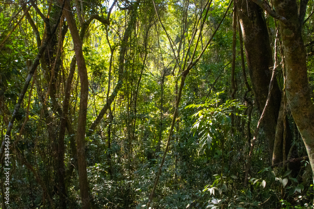 green forest in spring green forest in spring