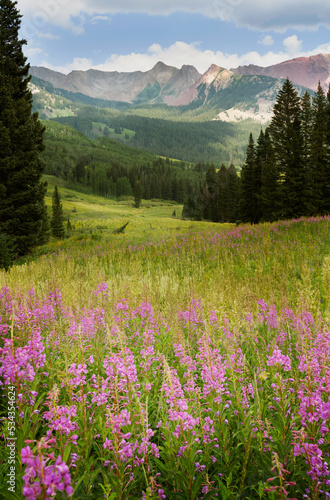 USA, Colorado, Gunnison National Forest. Fireweeds in mountain meadow. © Danita Delimont