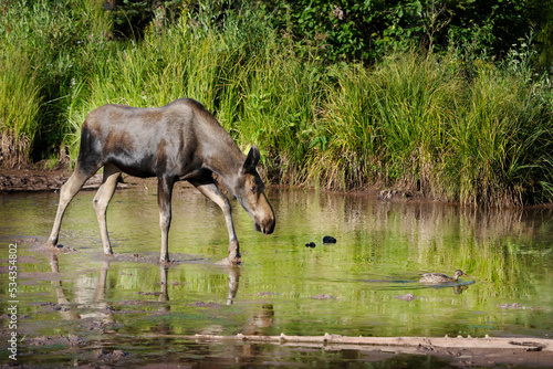 USA, Colorado, Gunnison National Forest. Cow moose follows female mallard duck in pond. © Danita Delimont
