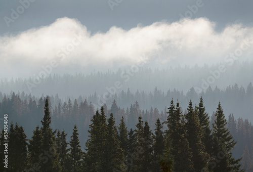 Fototapeta Naklejka Na Ścianę i Meble -  USA, Colorado, Uncompahgre National Forest. Morning fog over forest.