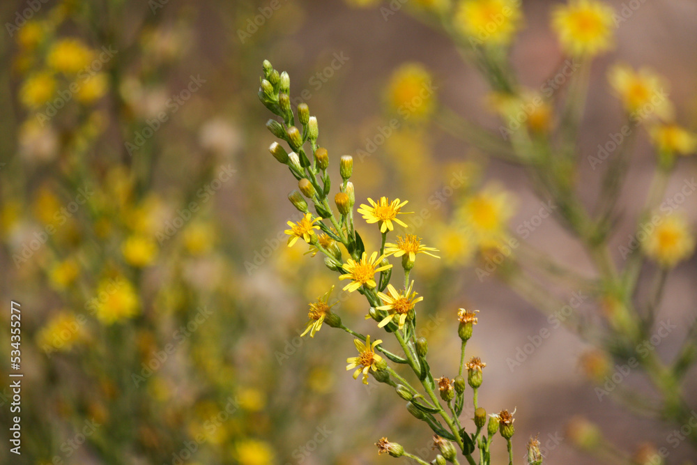 Close up of yellow flowers in the field. Dittrichia Viscosa Close up of yellow flowers in the field. Dittrichia Viscosa