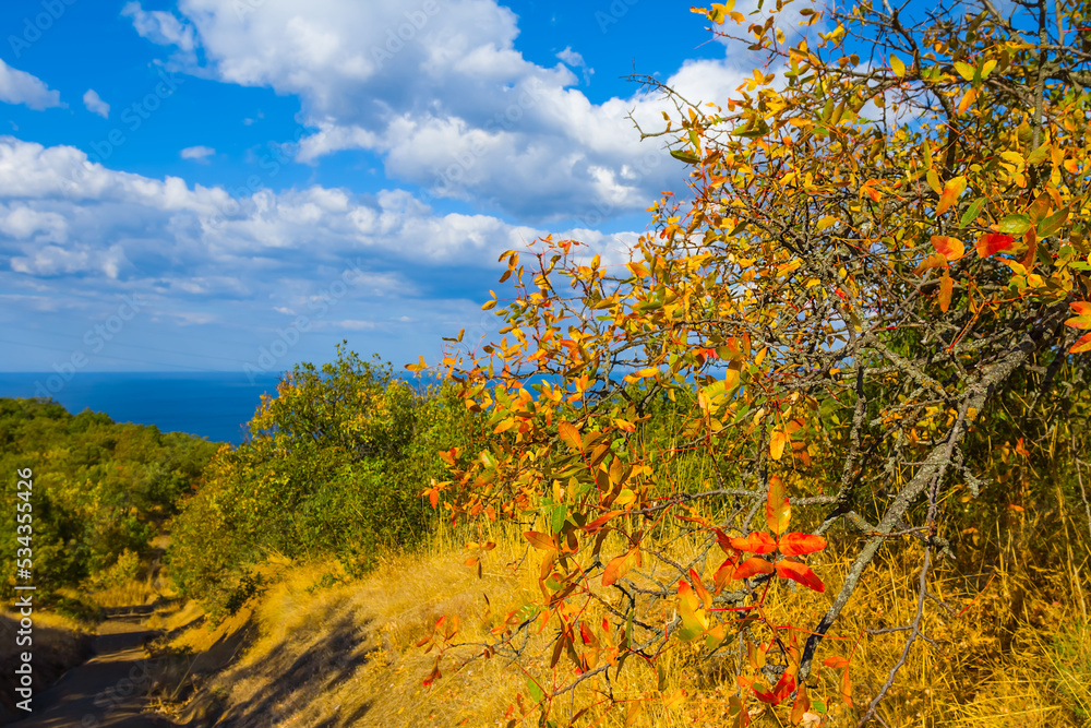 Naklejka premium red forest on mount slope above emerald sea, autumn natural scene