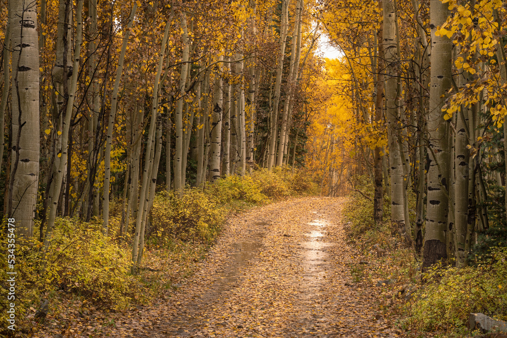 USA, Colorado, Uncompahgre National Forest. Road through aspen forest in autumn.