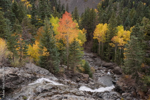 USA, Colorado, Uncompahgre National Forest. Uncompahgre River waterfall and aspen trees in autumn. photo