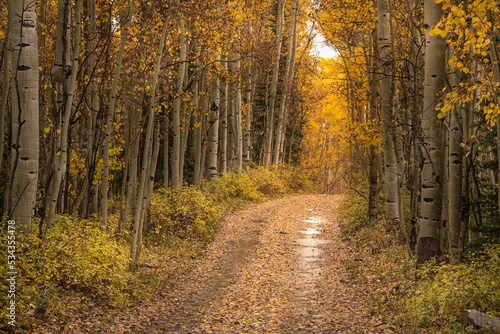 USA, Colorado, Uncompahgre National Forest. Road through aspen forest in autumn.