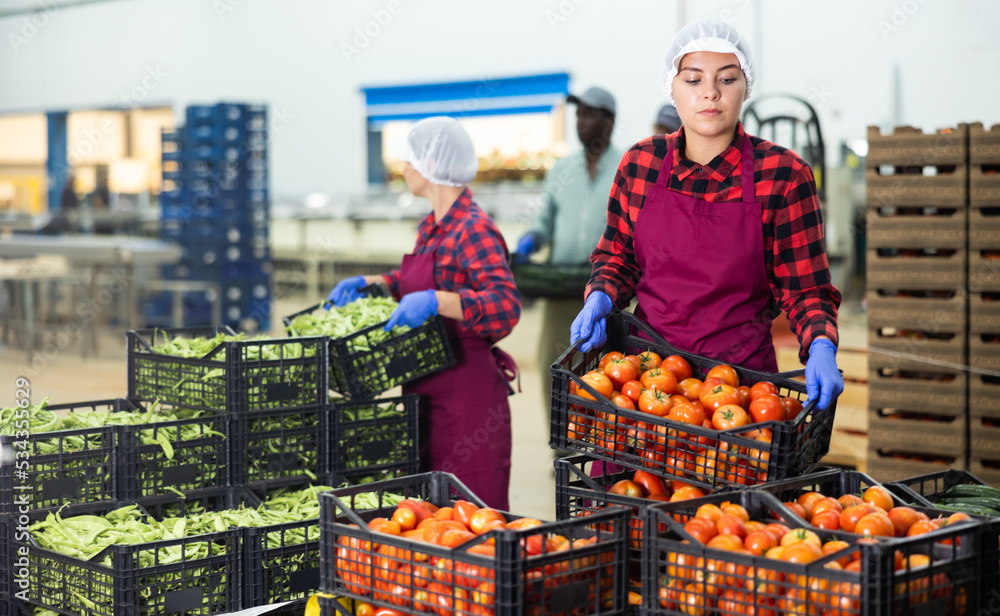 Obraz premium Young woman in apron stacking crates full of fresh tomatoes while working in vegetable warehouse.