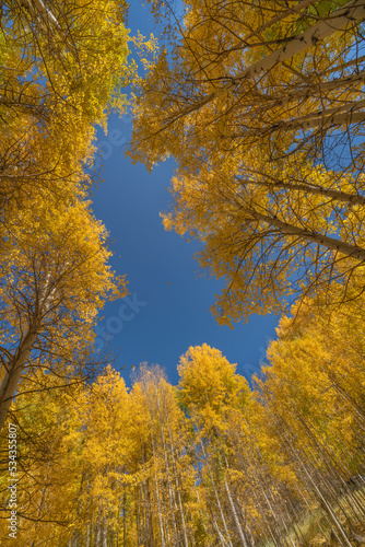 USA, Colorado, Uncompahgre National Forest. Aspen tree grove in fall color.