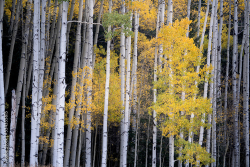 USA, Colorado, Uncompahgre National Forest. Aspen trees with fall foliage.