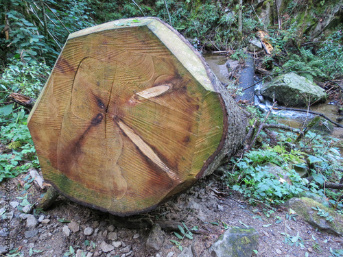 Tronc d'arbre dans une forêt des Vosges photo