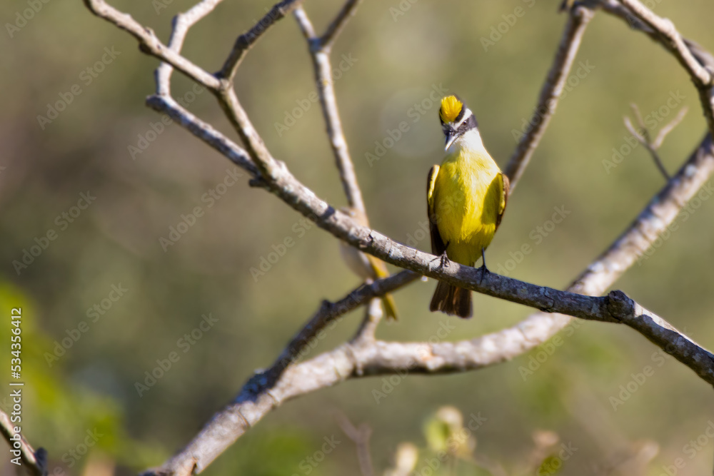 Fototapeta premium yellow crowned bird