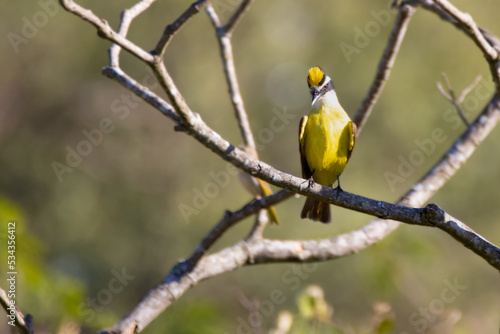 yellow crowned bird
