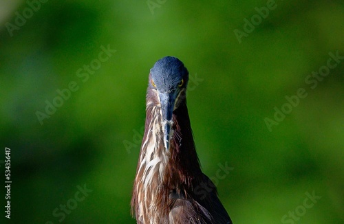 Closeup shot of a Green Heron photo