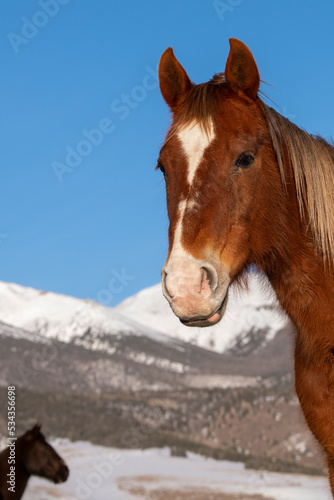 USA, Colorado, Westcliffe. Sorrel horse with Rocky Mountains in the distance. (PR)