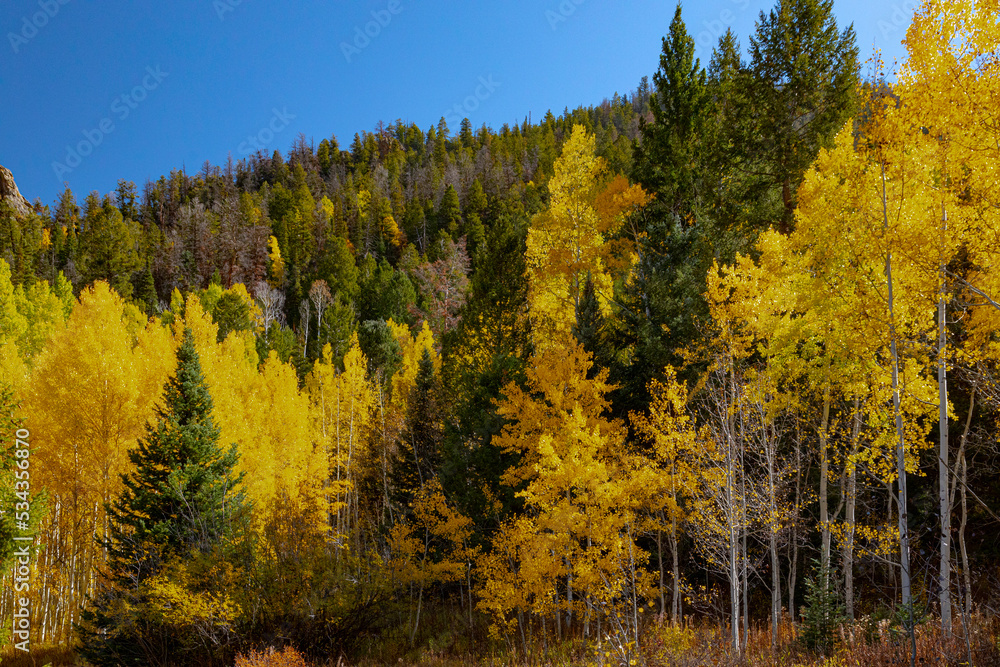 Elk Mountains of Colorado, aspen trees turning gold in autumn.