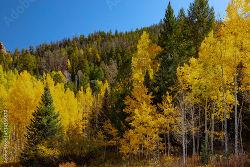 Elk Mountains of Colorado  aspen trees turning gold in autumn.