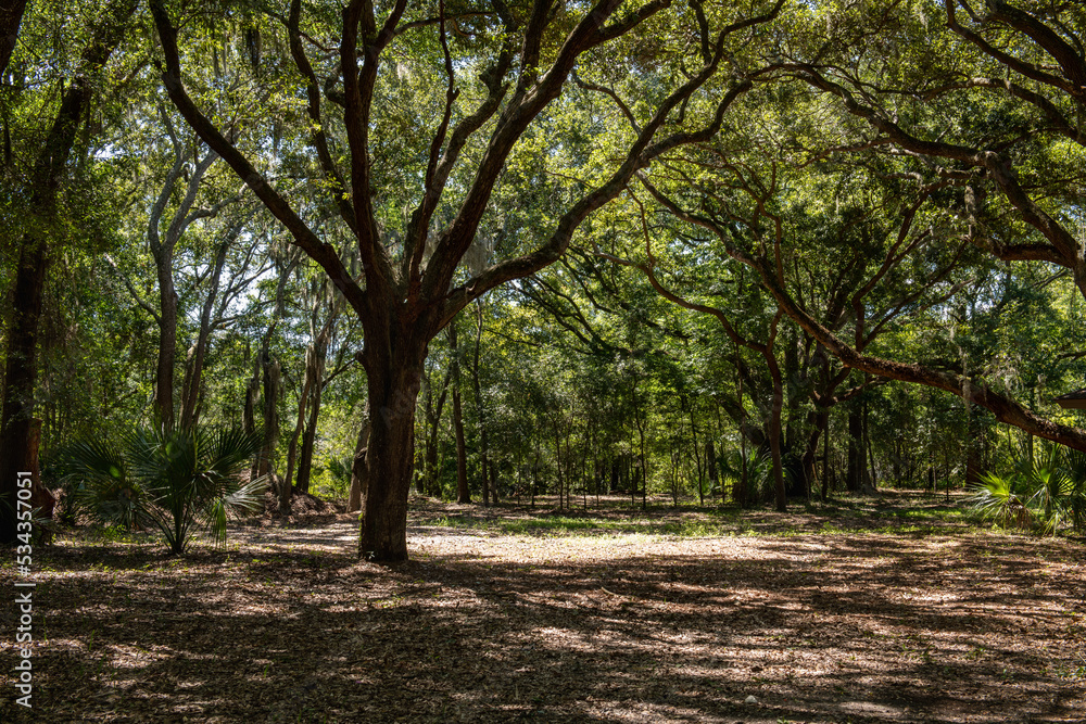 HILTON HEAD ISLAND, South Carolina, USA - Sep 24, 2022: Wooded park and walking trails at the Historic Mitchelville Freedom Park. HILTON HEAD ISLAND, South Carolina, USA - Sep 24, 2022: Wooded park and walking trails at the Historic Mitchelville Freedom Park.