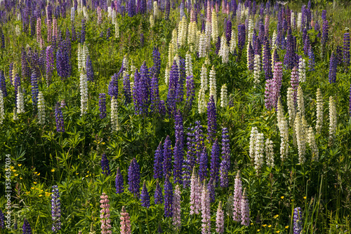 Multi colored Lupine wildflowers in a meadow  © Martina