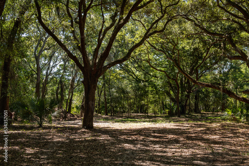 HILTON HEAD ISLAND  South Carolina  USA - Sep 24  2022  Wooded park and walking trails at the Historic Mitchelville Freedom Park.
