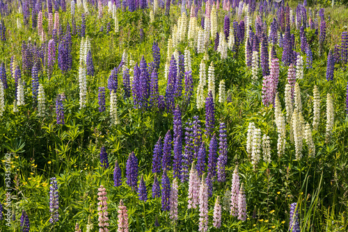 Multi colored Lupine wildflowers in a meadow 