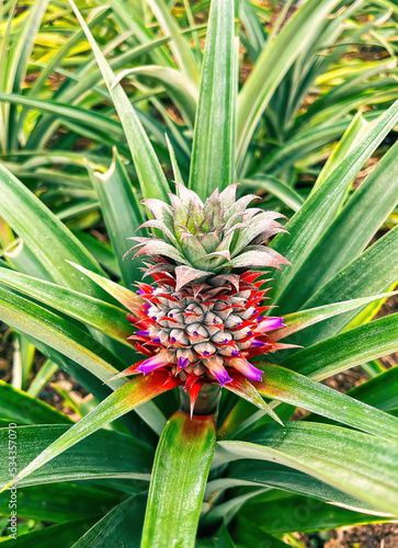 Wallpaper Mural Fresh young pineapple grown in an organic field. Flowering of a young pineapple on a plantation Torontodigital.ca