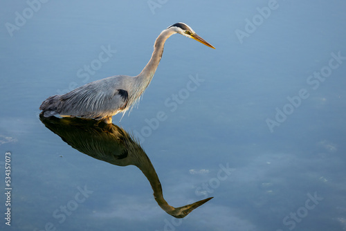 Blue Heron with reflection in calm blue water fishing © Kelly