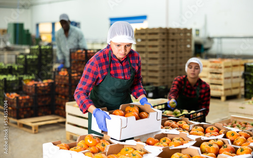 Young woman farmer working at a vegetable factory puts crates of tomatoes on top of each other