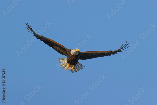 Bald eagle flying, Florida