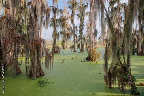 Cypress trees draped in Spanish moss, Circle B Ranch, Polk County, Florida photo