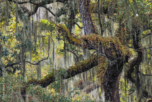 Live oak trees draped in Spanish moss, Polk County, Florida photo