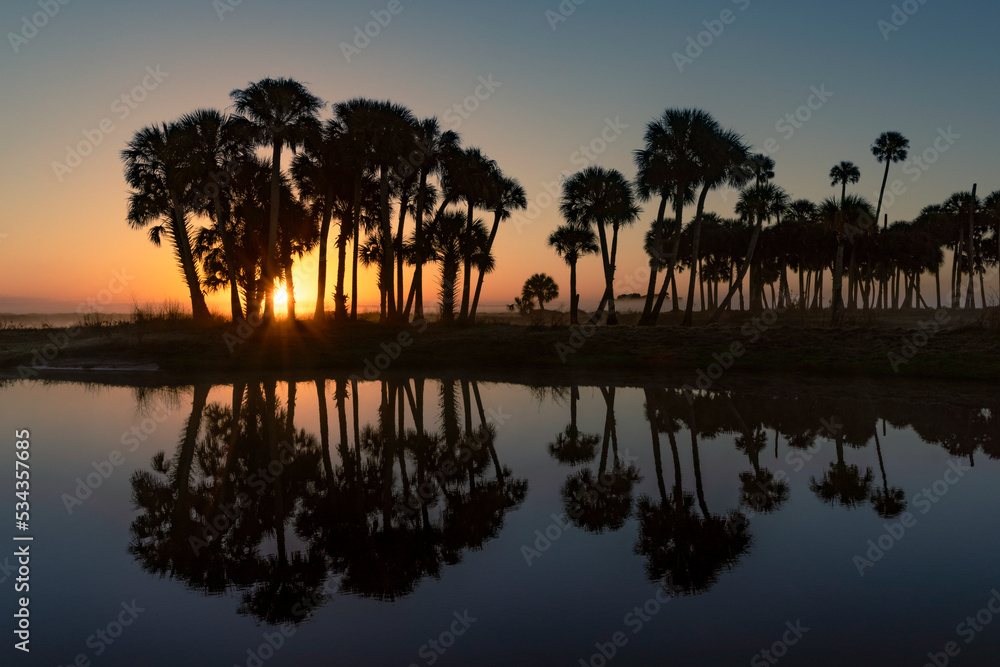 Sable palms silhouetted at sunrise on the Econlockhatchee River, a blackwater tributary of the St. Johns River, near Orlando, Florida